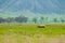 Black rhinoceros in Ngorongoro