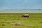 Black rhinoceros in Ngorongoro