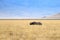 Black rhinoceros on Ngorongoro Conservation Area crater, Tanzania