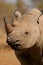 Black rhinoceros, South Africa