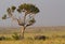 Black Rhinoceros under a euphorbia tree