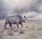 Black rhinoceros walking