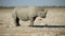 Black rhinoceros at a waterhole - Etosha