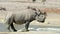 Black rhinoceros at a waterhole - Etosha