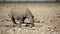 Black rhinoceros at a waterhole - Etosha