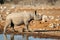 Black rhinoceros at a waterhole - Etosha