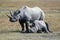 Black Rhinos in Tanzania