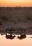 Black rhinos at the watering hole, Etosha National Park, Namibia