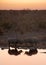 Black rhinos at watering hole, Etosha National Park, Namibia