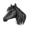 Black riding horse sketch for equestrian design
