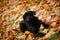 Black Riesenschnauzer lies with a sad look in the park on fallen leaves. The dog poses for a photo on a blurred