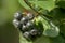 Black and ripe chokeberry fruits hanging on a bush with green leaves.