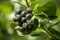 Black and ripe chokeberry fruits hanging on a bush with green leaves.