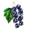 Black ripe currant with green leaf, summer sweet juicy berry, close-up, package design element, organic vegetarian food