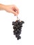 Black ripe grapes in hand.