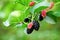 Black ripe and red unripe mulberries on the branch