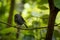 Black robin, a native bird of New Zealand standing on a tree branch