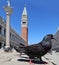 black rock pigeon in Venice