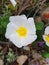 Black rockrose flower Cistus salviifolius