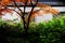 Black roof and white wall with colorful tree