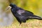 Black Rook bird with open beak