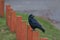 A black rook bird sits on a wooden post and looks around.