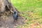 A black rook bird is walking on the lawn.