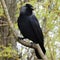 Black rook with closed beak and black feathers  is sitting on branch.