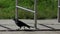 A black rook goes on a concrete edging of a sidewalk in summer in slo-mo