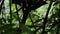 A black rook goes through the green twigs in a forest in slo-mo