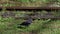 A black rook jumps and runs along old metal rails in summer in slo-mo