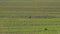 Black Rooks walk on sowed field