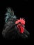 Black rooster australorp Gallus gallus