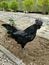 Black rooster Ayam Cemani chicken. Crowing rooster.