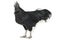 Black Rooster Ayam Cemani Chicken isolated on white