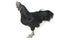 Black Rooster Ayam Cemani Chicken isolated on white