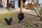 Black rooster chicken on a domestic poultry farm looking at other chicken