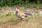 Black rooster or chicken. Rooster isolated on Nature background. A smart Thai rooster. Chickens walk on the grass