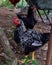 Black Rooster Looking carefully. Black Chicken Behind Nice Rooster