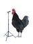 Black rooster sings on a white