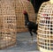 Black rooster stand beside Thai chicken coop and net nick. It is fighting cock, a rooster bred and trained for cockfighting.