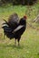 Black rooster with a striking red head struts through a lush field of grass