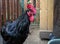 A black rooster with a wonderful cockscomb on its head and a dove are in the same yard