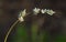 Black root florida native plant