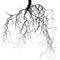 Black root system - vector set