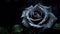 Black rose 135 mm macro. Gothic valentine