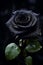 Black rose 135 mm macro. Gothic valentine