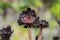 Black Rose Aeonium (aka Irish Rose or Tree Houseleek) Flower Blossom Up Close
