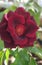 Black Rose, commonly called black roses because they have dark shade