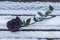 A black rose lies in the snow on a bench in the cold winter